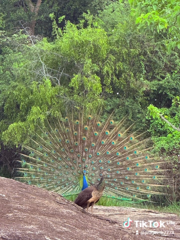 Discover the Authentic Village Life of Sri Lanka